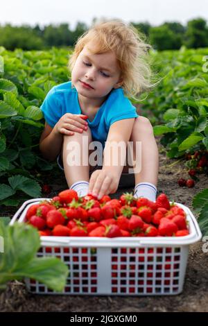 Kind sitzt auf dem Feld mit Erdbeeren im Korb. Mädchen pflücken und essen Erdbeere auf der Farm im Sommer Stockfoto