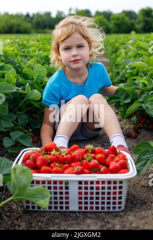 Kind sitzt auf dem Feld mit Erdbeeren im Korb. Mädchen pflückt Erdbeere auf dem Feld. Kind sammelt Beeren auf dem Bauernhof Stockfoto