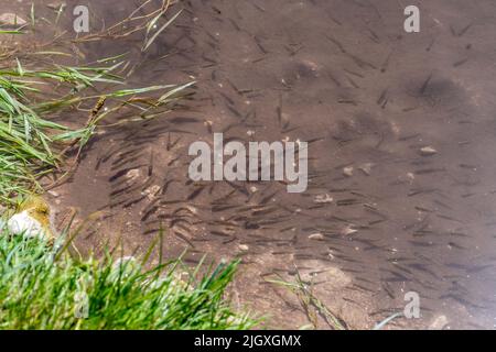 Schwarm von Fischen, die im Fluss Meon in Hampshire, England, Großbritannien, schwimmen, ein Kreidestrom, Schwarm von Elritzen Stockfoto