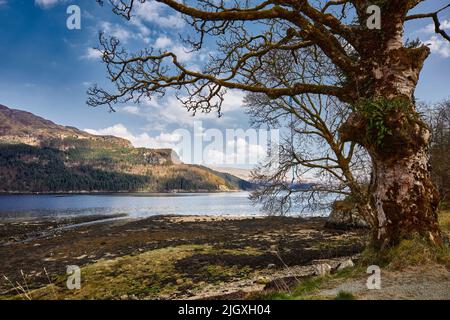 Knarrige Birke im Vordergrund und von Carrick Castle nach Süden über Loch Goil. Argyll und Bute. Schottland Stockfoto