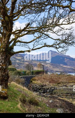 Knorrige Birke im Vordergrund und von Carrick Castle nach Norden über Loch Goil nach Lochgoilhead. Argyll und Bute. Schottland Stockfoto