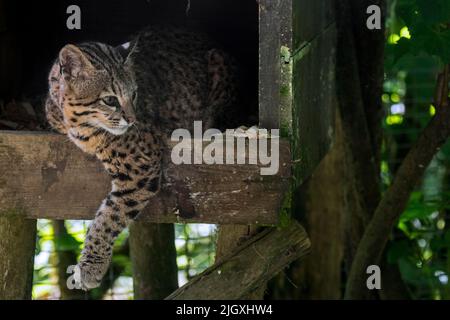 Geoffroys Katze (Leopardus geoffroyi / Oncifelis geoffroyi), aus Süd- und Mittelamerika stammend, in Gehegen im Zoo Parc des Félins, Frankreich Stockfoto