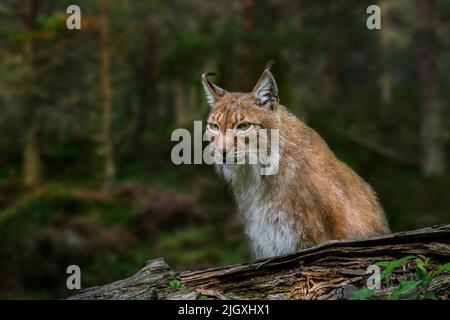 Ostsibirischer Luchs (Lynx Lynx wrangeli / Lynx Lynx cerviaria) im Wald, Unterart des eurasischen Luchses, der im russischen Fernen Osten beheimatet ist Stockfoto