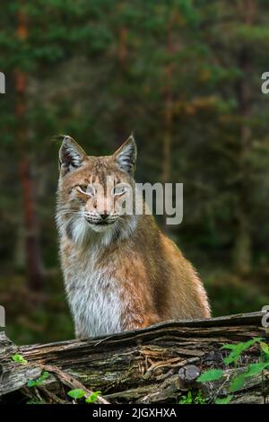 Ostsibirischer Luchs (Lynx Lynx wrangeli / Lynx Lynx cerviaria) im Wald, Unterart des eurasischen Luchses, der im russischen Fernen Osten beheimatet ist Stockfoto