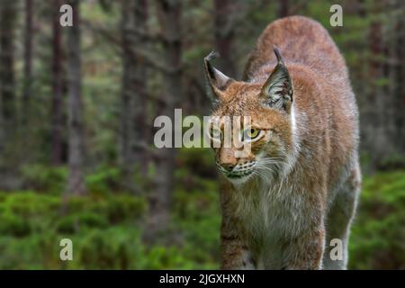 Ostsibirischer Luchs (Lynx Lynx wrangeli / Lynx Lynx cerviaria) im Wald, Unterart des eurasischen Luchses, der im russischen Fernen Osten beheimatet ist Stockfoto