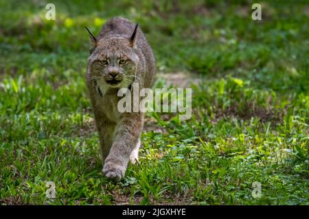 Canada Luchs (Lynx canadensis), mittelgroßer nordamerikanischer Felid, der sich über Alaska, Kanada und den Norden der Vereinigten Staaten erstreckt Stockfoto