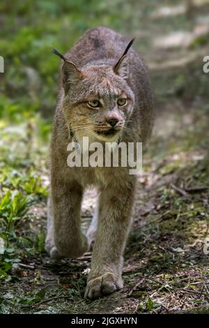 Canada Luchs (Lynx canadensis), mittelgroßer nordamerikanischer Felid, der sich über Alaska, Kanada und den Norden der Vereinigten Staaten erstreckt Stockfoto