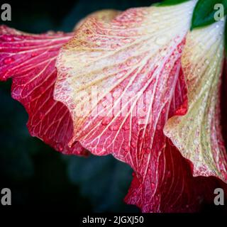 Hollyhocks Calgary Zoo Alberta Stockfoto