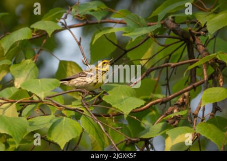 Ein Townsend-Waldsänger in Alaska Stockfoto