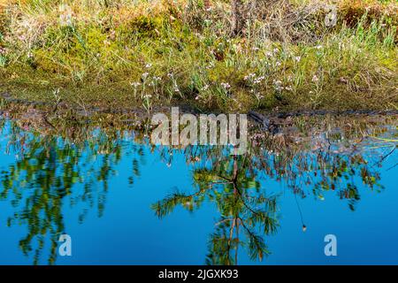 Sumpflandschaft mit Grasdussocken und Reflexion im offenen Wasser Stockfoto