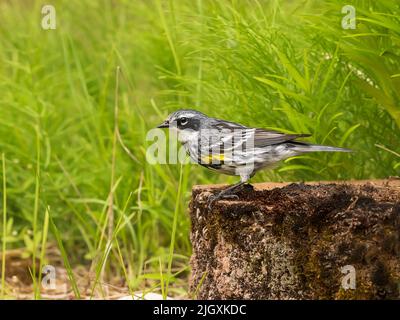 Männlicher Gelbwühlensänger in Alaska Stockfoto