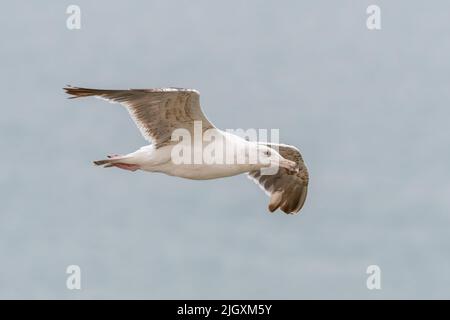 Junge schwarze Möwe, die über dem Meer fliegt, Großbritannien Stockfoto