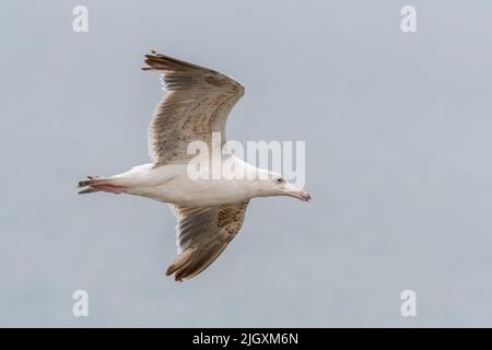 Junge schwarze Möwe, die über dem Meer fliegt, Großbritannien Stockfoto