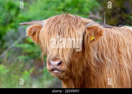 Highland Cow or Cattle in Lochaber, Schottland, Großbritannien Stockfoto