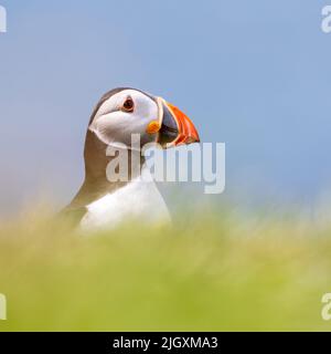 Puffin auf der Isle of Lunga (Treshnish Isles, Inner Hebrides), Schottland, Großbritannien Stockfoto