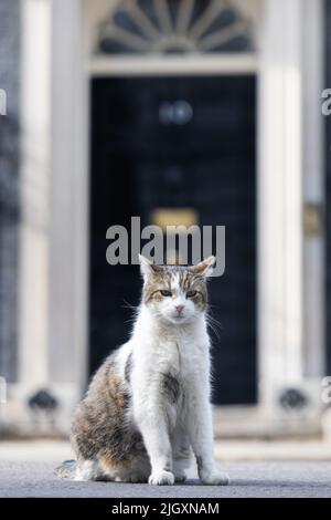 Larry, die Katze, sitzt im Schatten vor der Downing Street 10, Westminster, London. Bilddatum: Mittwoch, 13. Juli 2022. Stockfoto