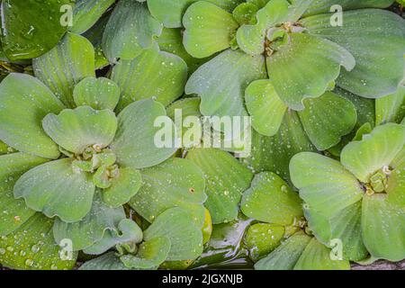 Wasser Salat verwendet Abwasserbehandlung Hintergrund, Hintergrund mit Blättern von grünem Wasser Farn, Moskitofarn aus der Nähe schwimmend in einem Gartenteich Stockfoto