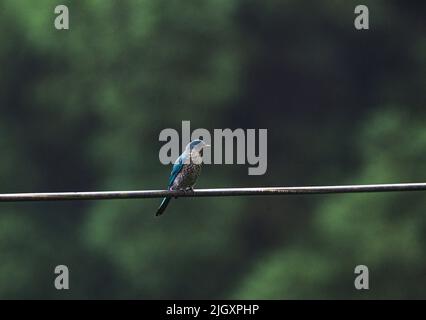 Der Grünschnepper (Eumyias thalassinus) ist ein Fliegenfänger der Alten Welt. Sie findet sich in Tiefland- und Hügelwäldern und Waldrändern vom Himalaya über Südostasien bis nach Sumatra. Dieser Vogel ist ein wunderschön lebendiger türkis-blauer Fliegenfänger. Das Erwachsene Männchen hat dunkle Überlieferungen. Juvenil ist stumpfer, mit merklich graueren Unterteilen. Ein wilder Jugendlicher Verditer Flycatcher, der am frühen Morgen in Mangpoo, Westbengalen, Indien, auf dem elektrischen Draht neben einem dichten hügeligen Wald sitzt. Stockfoto