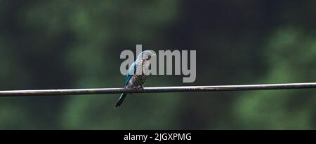 Der Grünschnepper (Eumyias thalassinus) ist ein Fliegenfänger der Alten Welt. Sie findet sich in Tiefland- und Hügelwäldern und Waldrändern vom Himalaya über Südostasien bis nach Sumatra. Dieser Vogel ist ein wunderschön lebendiger türkis-blauer Fliegenfänger. Das Erwachsene Männchen hat dunkle Überlieferungen. Juvenil ist stumpfer, mit merklich graueren Unterteilen. Ein wilder Jugendlicher Verditer Flycatcher, der am frühen Morgen in Mangpoo, Westbengalen, Indien, auf dem elektrischen Draht neben einem dichten hügeligen Wald sitzt. Stockfoto