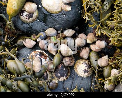 Periwinkles an der schottischen Küste Stockfoto