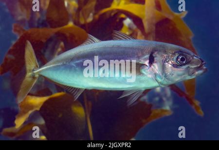 Chub Macker, Pacific Macker oder Pacific Chub Macker, Scomber japonicus Stockfoto