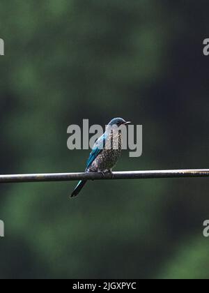 Der Grünschnepper (Eumyias thalassinus) ist ein Fliegenfänger der Alten Welt. Sie findet sich in Tiefland- und Hügelwäldern und Waldrändern vom Himalaya über Südostasien bis nach Sumatra. Dieser Vogel ist ein wunderschön lebendiger türkis-blauer Fliegenfänger. Das Erwachsene Männchen hat dunkle Überlieferungen. Juvenil ist stumpfer, mit merklich graueren Unterteilen. Ein wilder Jugendlicher Verditer Flycatcher, der am frühen Morgen in Mangpoo, Westbengalen, Indien, auf dem elektrischen Draht neben einem dichten hügeligen Wald sitzt. Stockfoto