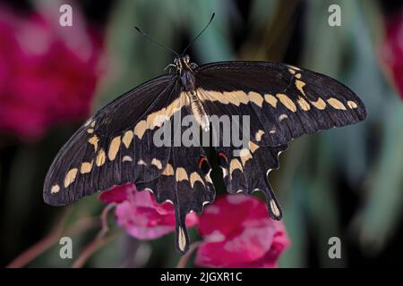 Riesige Schwalbenschwanz Schmetterling Papilio cresphontes Stockfoto