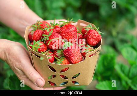 Karton mit frischen Erdbeeren in den Händen einer älteren Frau, Nahaufnahme Stockfoto