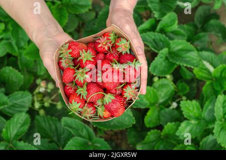 Karton mit frischen Erdbeeren in den Händen einer älteren Frau, Nahaufnahme Stockfoto