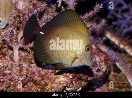 Yellow Eye Tang, Südwestpazifik, Australien Stockfoto