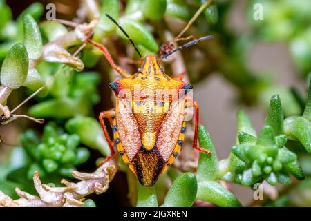 Exotisches Farbinsekt, roter Schildwanzen, Carpocoris mediterraneus. Frontalansicht, Nahaufnahme, Makrofotografie. Pentatomidae, echter Käfer in Europa Stockfoto