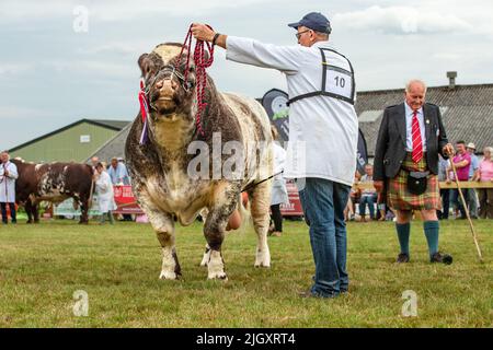 Great Yorkshire Show, Harrogate, Großbritannien, 12 2022. Juli, Beurteilung des Rindershorthorn-Bullen am ersten Tag der Great Yorkshire Show mit Major Gibb Jud Stockfoto