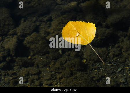 Gelbes Blatt in See gefallen, mit Wassertropfen auf Blattoberfläche. Abstrakter natürlicher, saisonaler Hintergrund. Herbst Saison Symbol flach lag Stockfoto