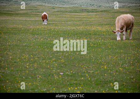 Rinder, die den Machair auf Berneray, North Uist, Hebriden weiden Stockfoto