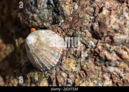 Limetten. Bei Ebbe klebte eine aquatrische Seeschnecke an einem Felsen an der britischen Küste. Stockfoto