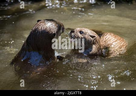 Zwei asiatische Fischotter mit kleinen Krallen, Lutra Lutra schwimmen und kämpfen auf einem Flussufer mit klarem Wasser auf den Britischen Inseln. Stockfoto