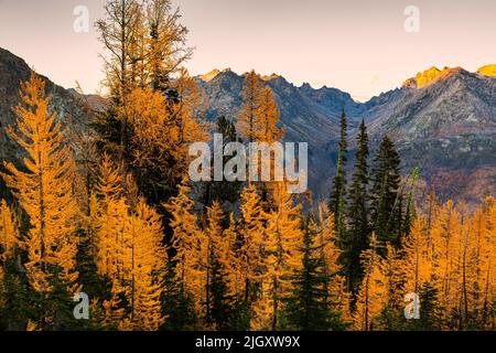 WA21756...WASHINGTON - Sonnenuntergangsansicht des Entiat River Valley, das von Waldbränden aus einem Hain von alpinen Lärchenbäumen im feuerverwüstenden Abschnitt von verbrannt wurde Stockfoto