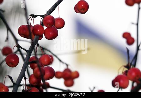 Viele rote und reife Ranetki-Äste, sie sind auch Paradiesäpfel Stockfoto