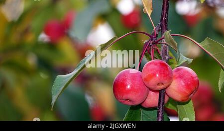 Viele rote und reife Ranetki-Äste, sie sind auch Paradiesäpfel Stockfoto