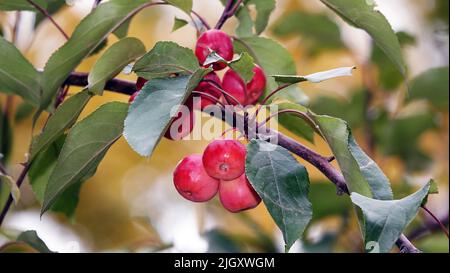 Viele rote und reife Ranetki-Äste, sie sind auch Paradiesäpfel Stockfoto