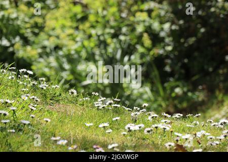 Nahaufnahme von Gänseblümchen, die auf einem grasbewachsenen Ufer wachsen. Die Bäume im Hintergrund sind verschwommen Stockfoto