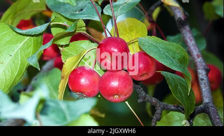 Viele rote und reife Ranetki-Äste, sie sind auch Paradiesäpfel Stockfoto
