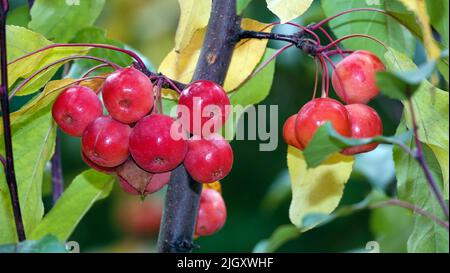 Viele rote und reife Ranetki-Äste, sie sind auch Paradiesäpfel Stockfoto