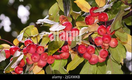 Viele rote und reife Ranetki-Äste, sie sind auch Paradiesäpfel Stockfoto