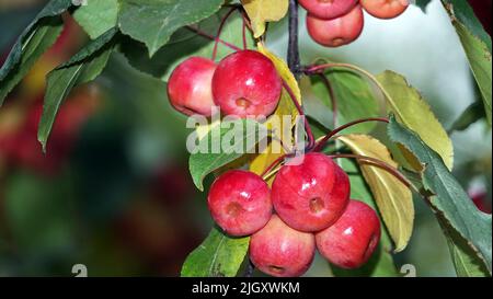 Viele rote und reife Ranetki-Äste, sie sind auch Paradiesäpfel Stockfoto