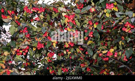 Viele rote und reife Ranetki Zweige der Baum Paradies Äpfel Stockfoto