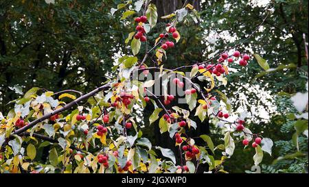 Viele rote und reife Ranetki Zweige der Baum Paradies Äpfel Stockfoto