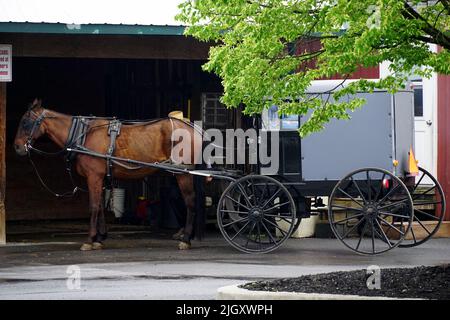 Traditioneller Amish Buggy, Lancaster, Pennsylvania, USA, Nordamerika Stockfoto