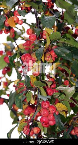 Viele rote und reife Ranetki Zweige der Baum Paradies Äpfel Stockfoto