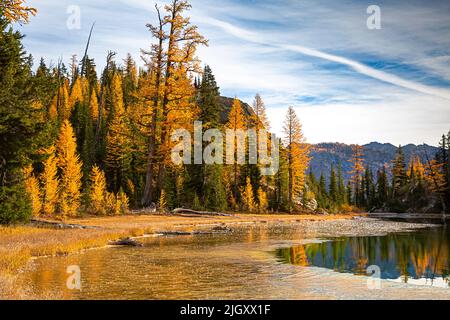 WA21777-00...WASHINGTON - Alpine Lärche in Herbstfarbe am sumpfigen Ufer des Lower Lärche Lake im Glacier Peak Wilderness Area. Stockfoto